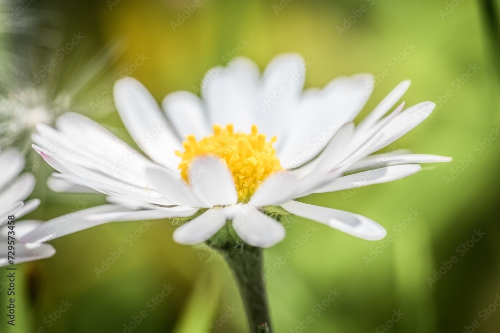 Nahaufnahme einer Gänseblümchen Blüte auf einer Blumenwiese, Deutschland Nahaufnahme einer Gänseblümchen Blüte auf einer Blumenwiese, Deutschland