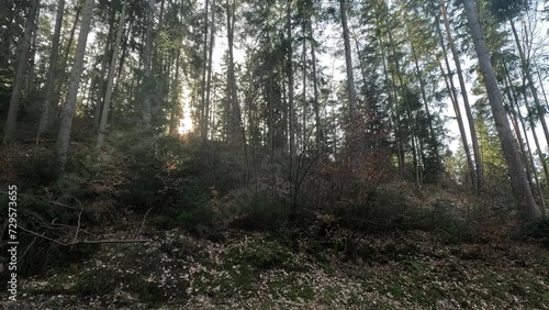 Romantic forest with untouched nature