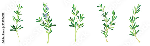 Rosemary Twig as Perennial Herb with Fragrant, Evergreen, Needle-like Leaves and Blue Flowers Vector Set photo