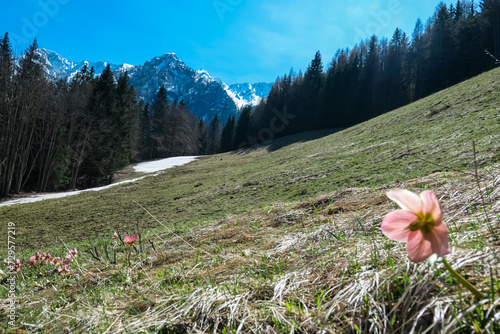 Wild snow roses Helleborus niger in full bloom on idyllic alpine meadow in Bärental. View of snow capped Karawanks in Carinthia, Austria. Remote alpine landscape in springtime in Austrian Alps, Europe photo