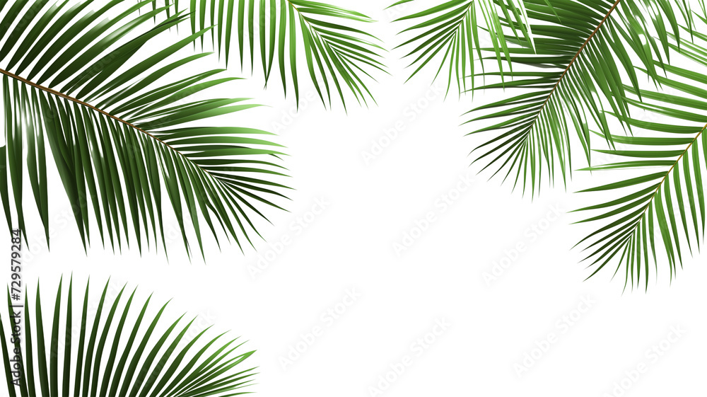 Tropical frame with green palm leaves. Tropical plant branches isolated on a transparent background.