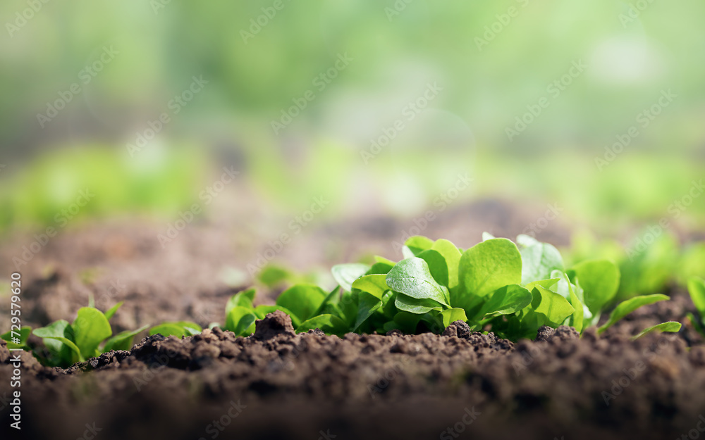 young green leaf lettuce, in the garden in sunny weather. organic food products young green leaf lettuce, in the garden in sunny weather. organic food products