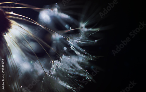 abstract white dandelion flower with water droplets on plant umbrellas on a dark background