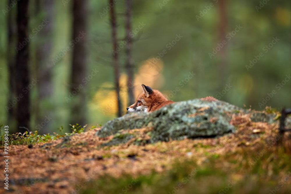 Forest carnivore theme: Close up, low angle, side view of Red Fox, Vulpes vulpes, adult male, nice dense fur. Red Fox in colorful pine forest, autumn, Czech highlands. Forest carnivore theme: Close up, low angle, side view of Red Fox, Vulpes vulpes, adult male, nice dense fur. Red Fox in colorful pine forest, autumn, Czech highlands.