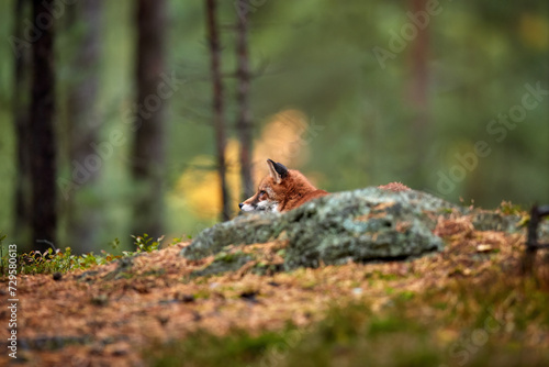 Forest carnivore theme: Close up, low angle, side view of Red Fox, Vulpes vulpes, adult male, nice dense fur. Red Fox in colorful pine forest, autumn, Czech highlands. 