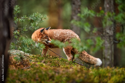 Forest carnivore theme: Close up, low angle, side view of Red Fox, Vulpes vulpes, adult male, nice dense fur. Red Fox in colorful pine forest, autumn, Czech highlands.  © Martin Mecnarowski