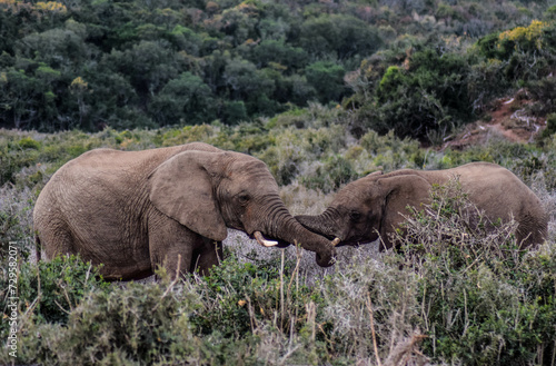 elephants in the wild, Addo elephant national park, south africa