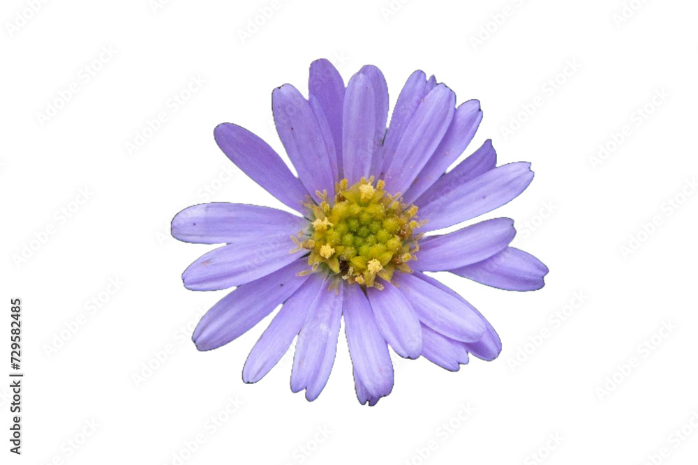 daisy purple aster Anemone blanda Isolated transparent png daisy purple aster Anemone blanda Isolated transparent png