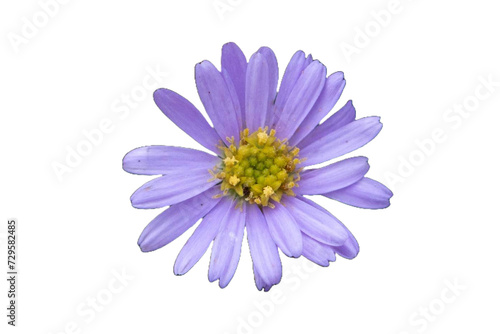  daisy purple aster Anemone blanda Isolated transparent png