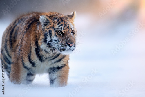Siberian tiger  Panthera tigris altaica  a young male in a blizzard  walking in deep snow illuminated by the setting sun. Tiger in natural taiga environment  freezing cold. Pink-blue-orange colors.