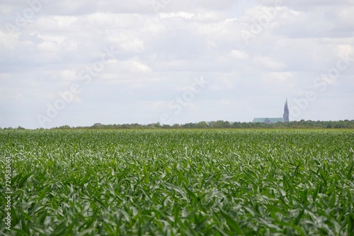 Un champ de maïs en période de croissance près de Chartres