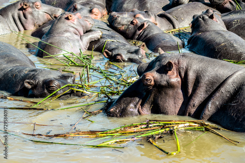 Hippopotamus on side of the river, st Lucia Estuary, iSimangaliso wetlands, KwaZulu Natal, South Africa photo