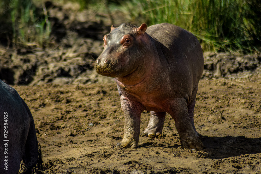 Hippopotamus on side of the river, st Lucia Estuary, iSimangaliso wetlands, KwaZulu Natal, South Africa Hippopotamus on side of the river, st Lucia Estuary, iSimangaliso wetlands, KwaZulu Natal, South Africa