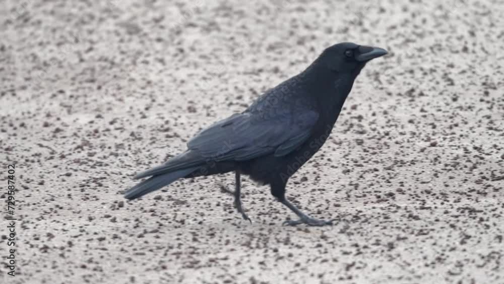 Raven, crow walking along on asphalt. Raven, crow walking along on asphalt.