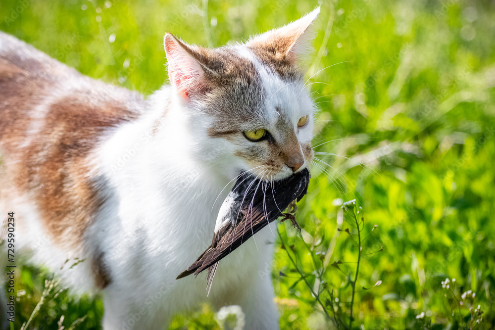 A domestic cat catches a swallow and holds the prey in its mouth