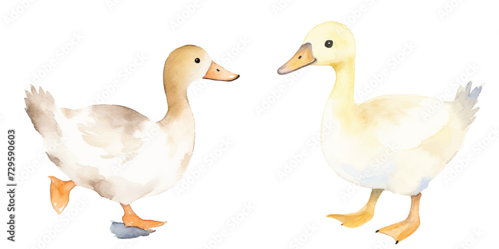 watercolor of duck vector illustration