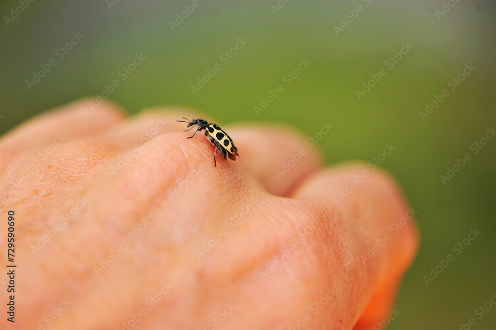 inseto joaninha amarela com preto em mão de homem inseto joaninha amarela com preto em mão de homem