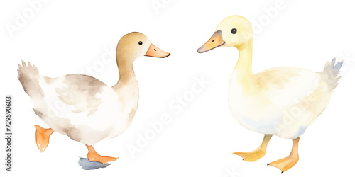 watercolor of duck vector illustration