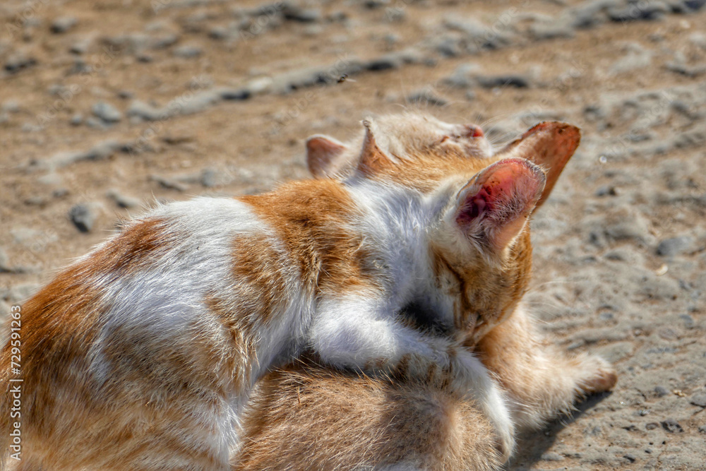 Portrait of an adorable street kittens in Morocco Portrait of an adorable street kittens in Morocco