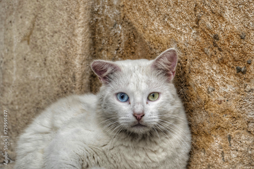 Portrait of an adorable street cat in Morocco