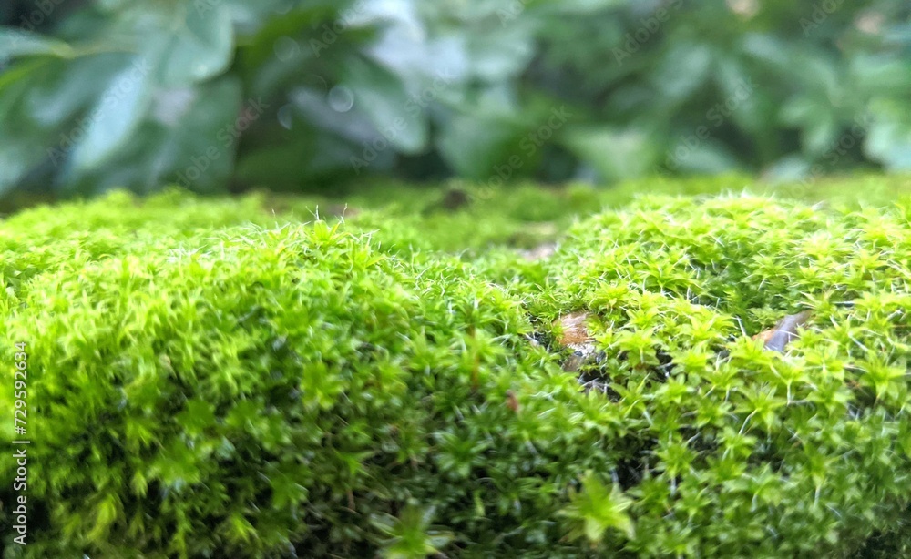 green moss on the stone background. green moss on the stone background.