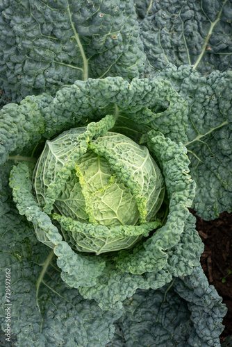 Goxwiller, France - 09 10 2020: The wine route. View of a green cabbage in a vegetable garden.