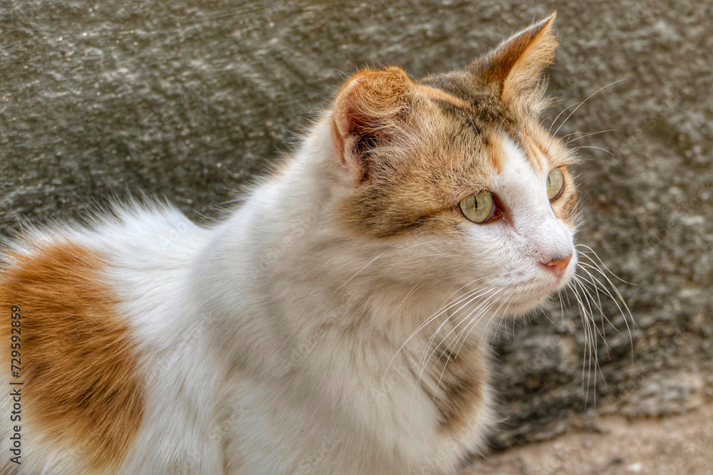 Portrait of an adorable street cat in Morocco Portrait of an adorable street cat in Morocco