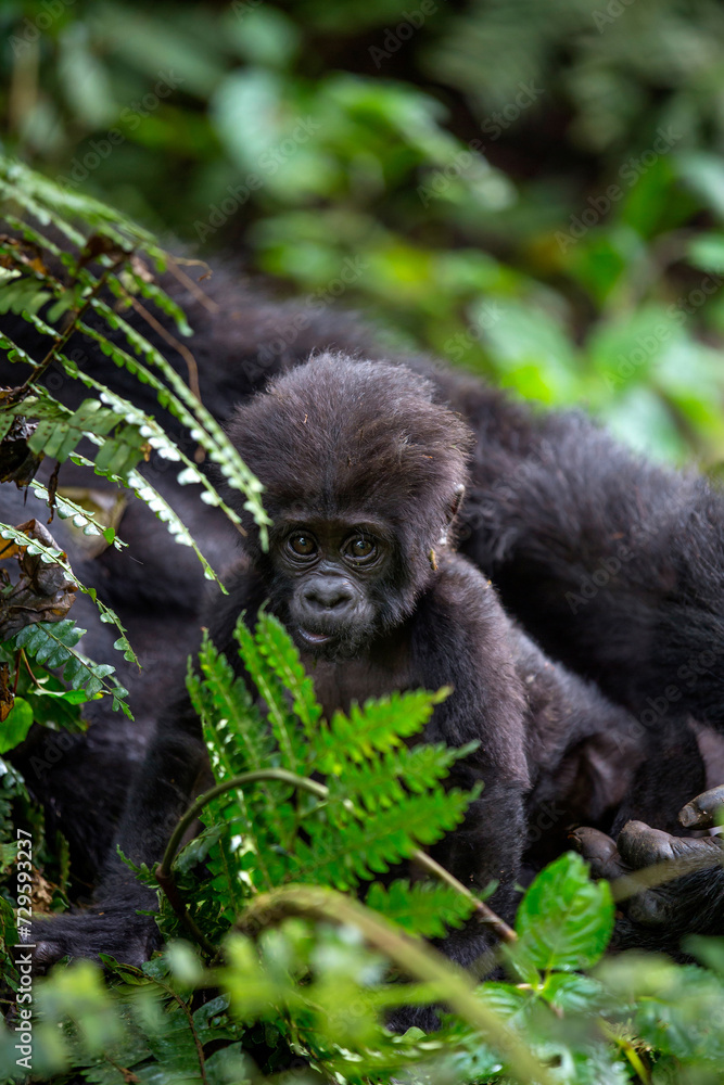 Fototapeta premium Gorilla Mother and Baby Bwindi Impenetrable Forest National Park Uganda 4178