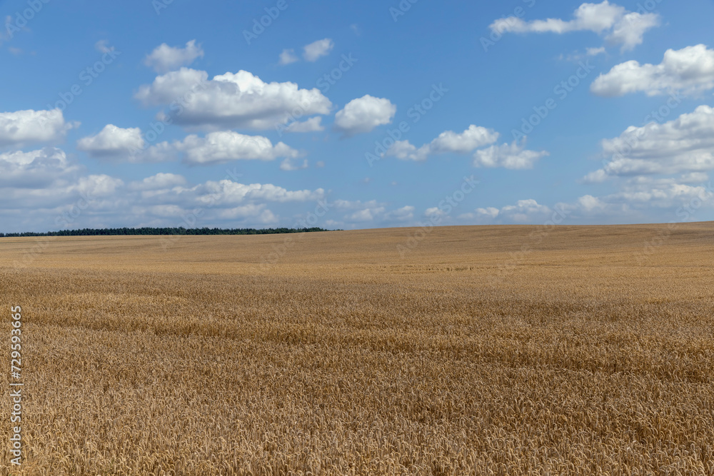 a field with golden spikelets of ripe wheat in the summer