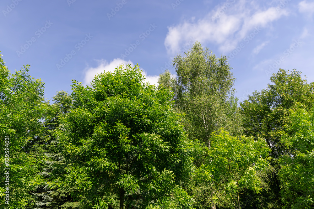 beautiful foliage of trees in a mixed forest with green foliage beautiful foliage of trees in a mixed forest with green foliage
