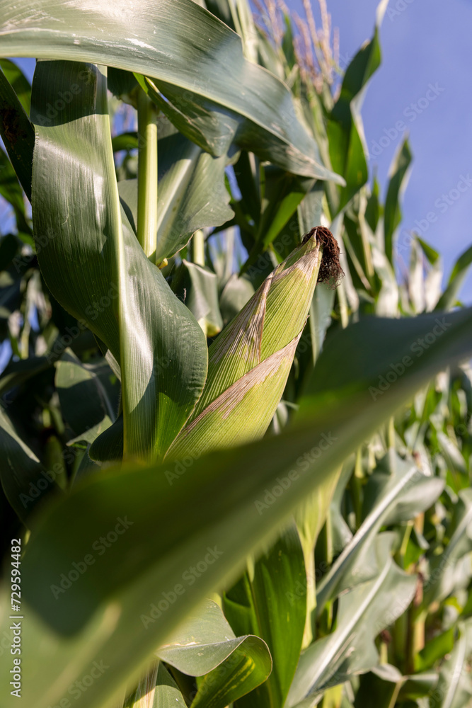 Obraz premium green corn with large ears before ripening