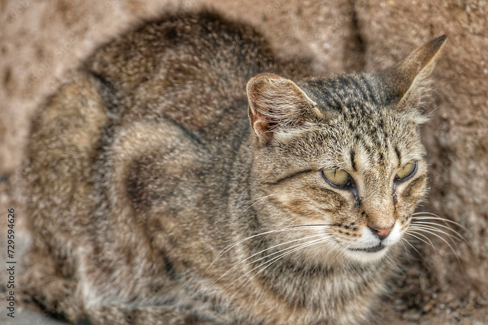 Portrait of an adorable street cat in Morocco