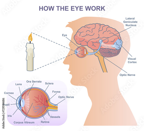 Medical vector diagram of eye work