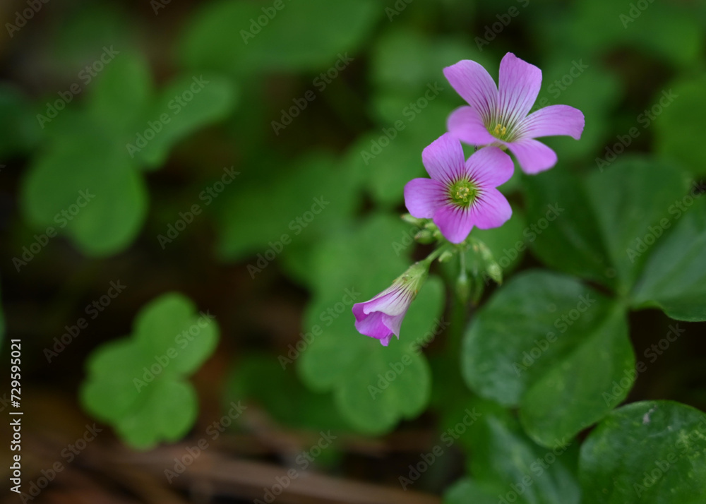 Three Shamrock flowers against green foliage Three Shamrock flowers against green foliage