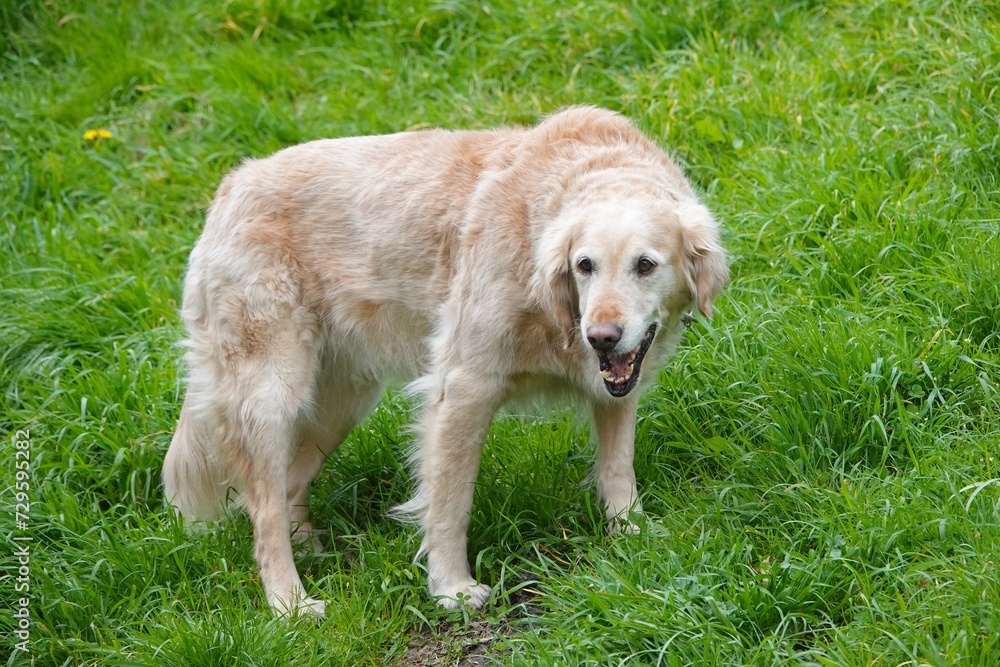 Un golden retriever se balade dans un parc