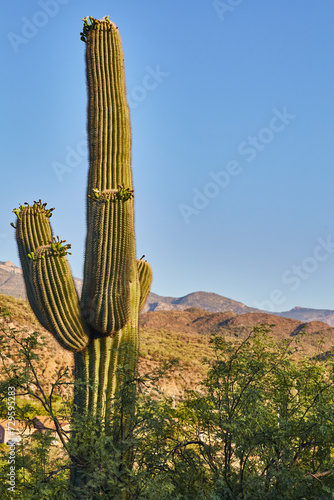 Blooming Saguaro Cactus in Arizona Desert Landscape