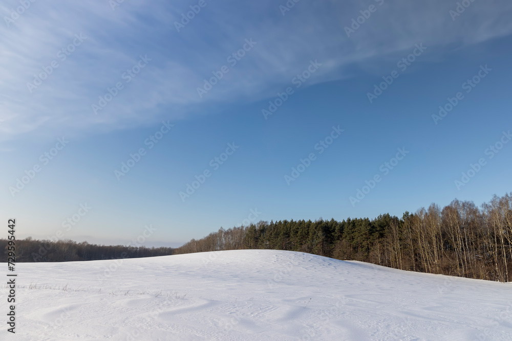 snow in winter in a young pine forest on a hill