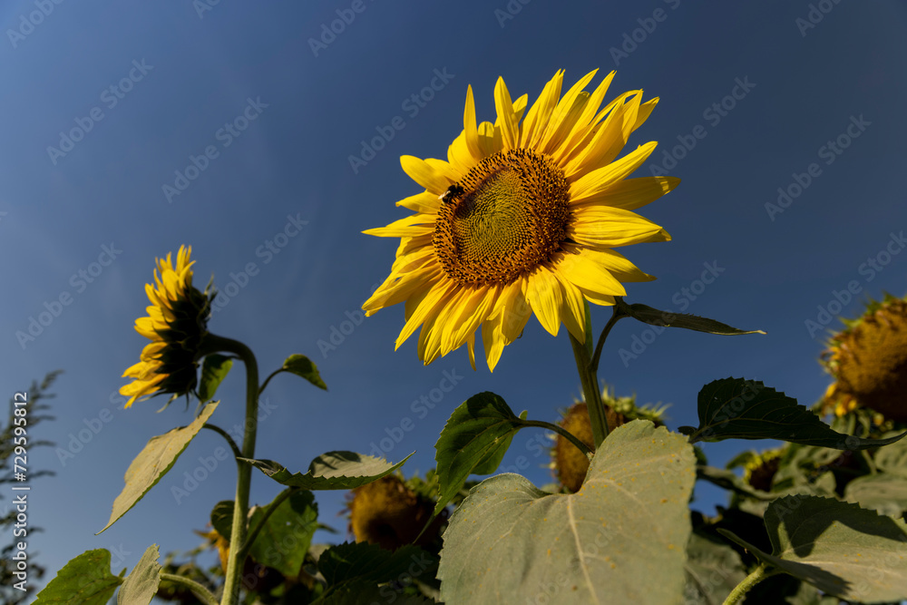 fading sunflowers in the summer, blooming sunflowers fading sunflowers in the summer, blooming sunflowers