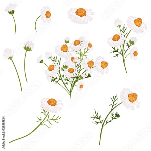 Collection of vector white chamomiles