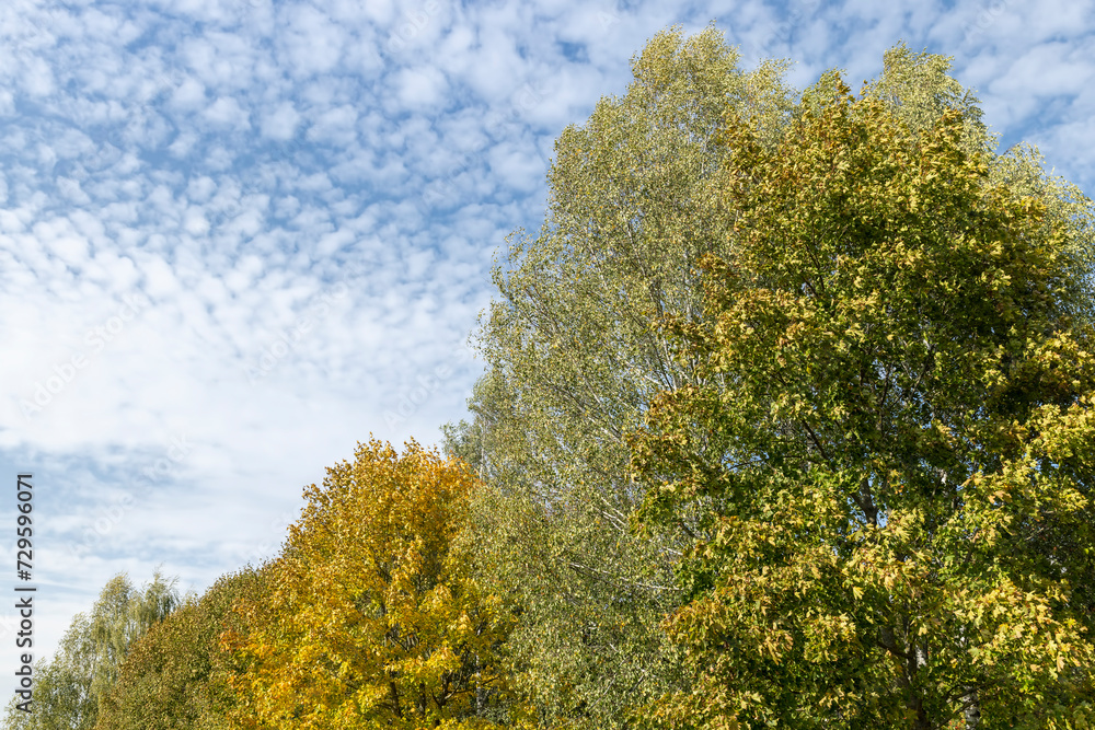 changing the color of foliage on birch trees in autumn weather