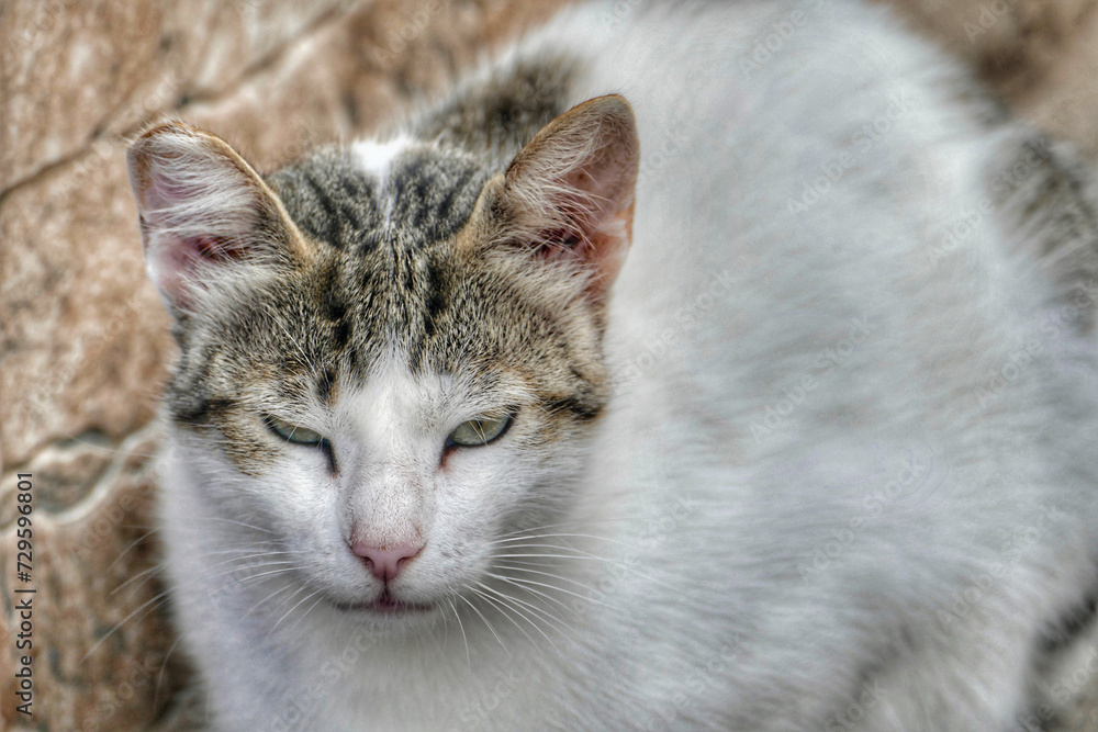 Portrait of an adorable street cat in Morocco Portrait of an adorable street cat in Morocco