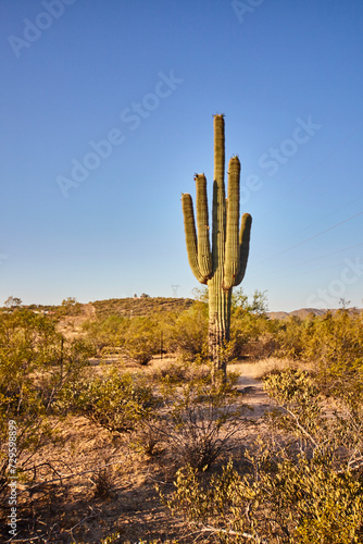 Saguaro Cactus Dominating Arizona Desert Landscape at Golden Hour