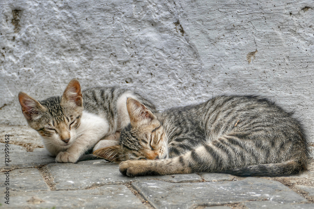 Portrait of an adorable street cats in Morocco