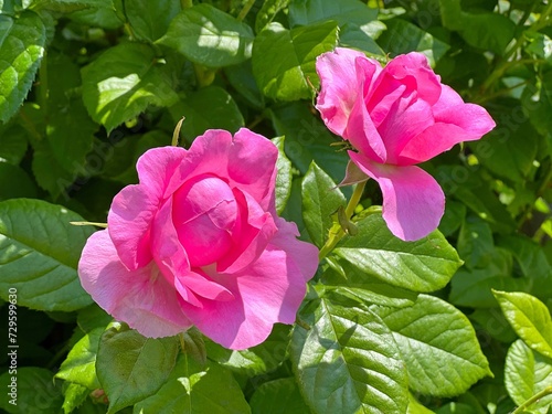 Beautiful roses flowers pink blossom.
