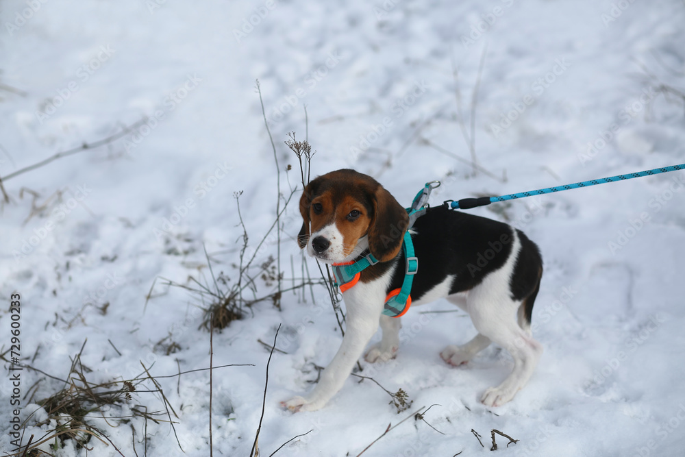 Winter portrait of a three month old beagle puppy on a stroll Winter portrait of a three month old beagle puppy on a stroll