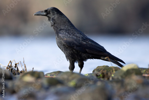 Carrion crow