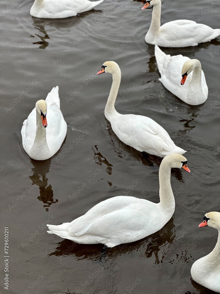 Obraz premium Swans in the water