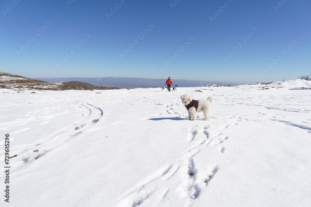 Perro blanco en la nieve 