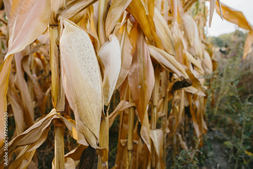 Corn harvest on the field in autumn.