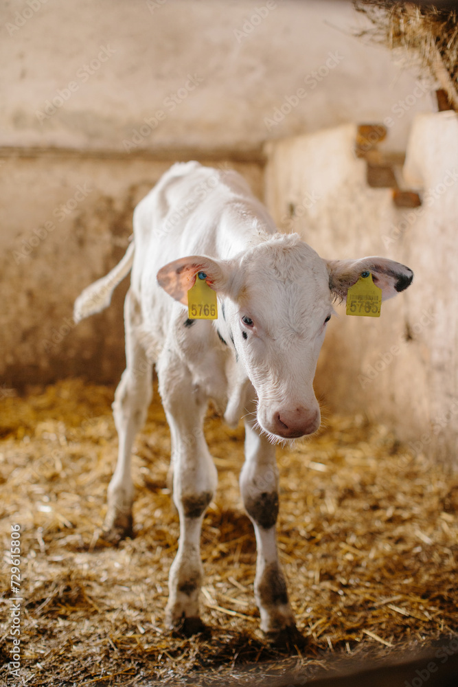 A white cute calf is standing on straw in a stable. A white cute calf is standing on straw in a stable.